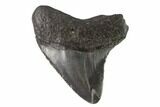 Juvenile Megalodon Tooth - Georgia #90830-1